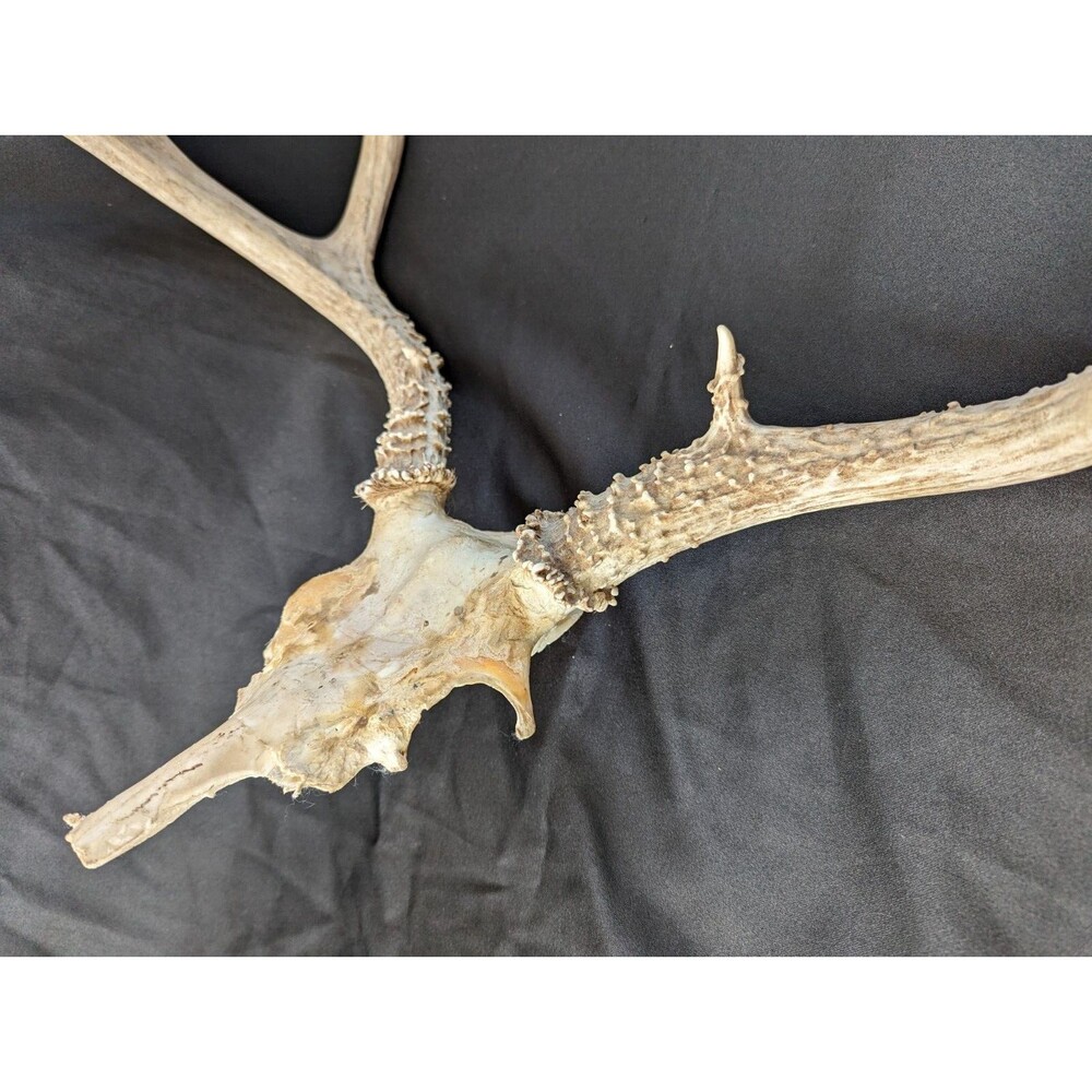 Wild 8 Point Whitetail Deer Antler Rack Horn Skull Plate Man Cave Tall - Picture 4 of 11